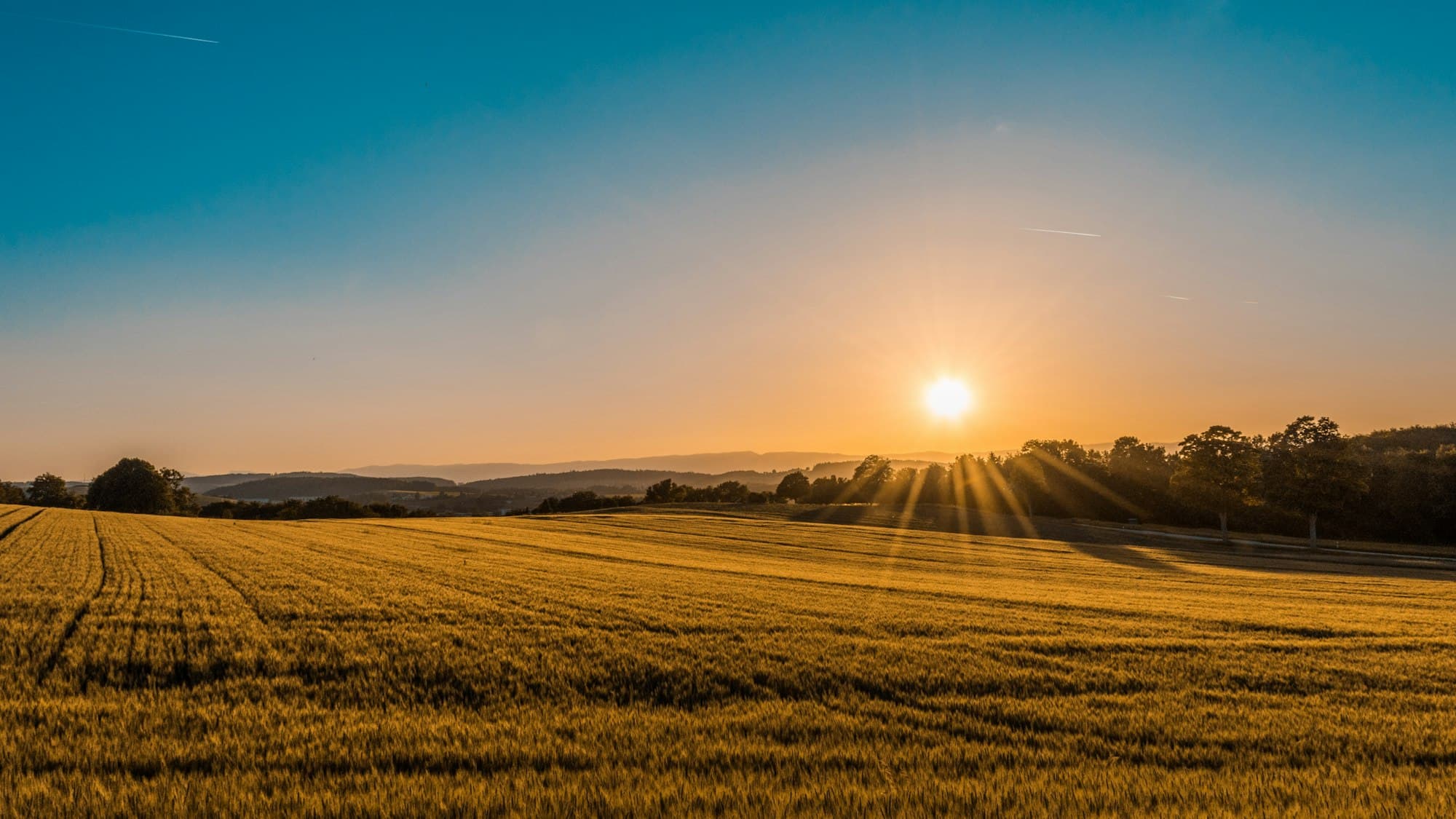 Sun setting over a golden wheat field